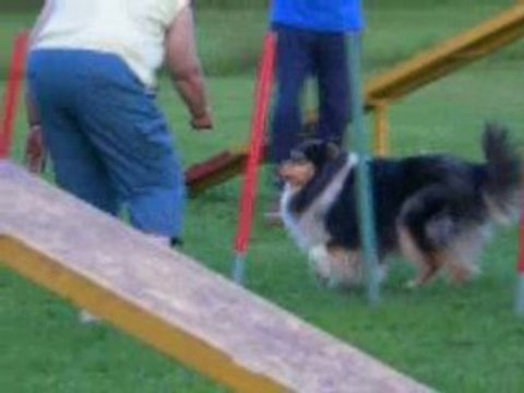 Agility juillet umi-christal entrainement 1 wittes