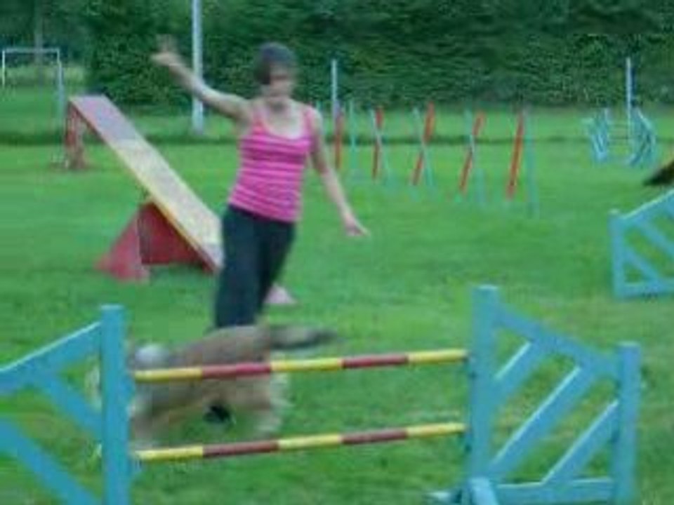 Agility juillet ingrid entraionement wittes