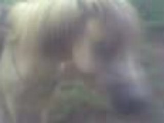 Milka juste avec une cordelette