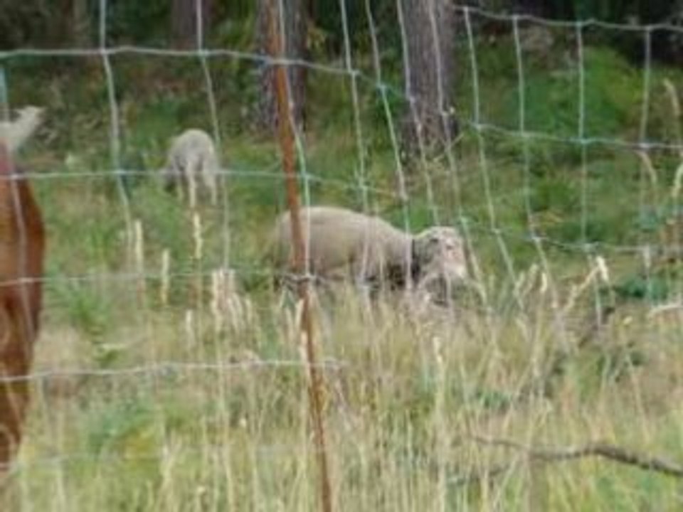 okura perdu dans la montagne