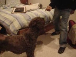 Bruno, un chien avant tout