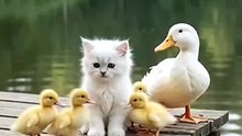 The Cutest Kitten & Duck 😍 #CuteKitten