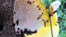 I Couldn’t Believe What Was Inside This Honey! 🍯