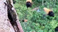 What Happens When You Find Honey This Rare?