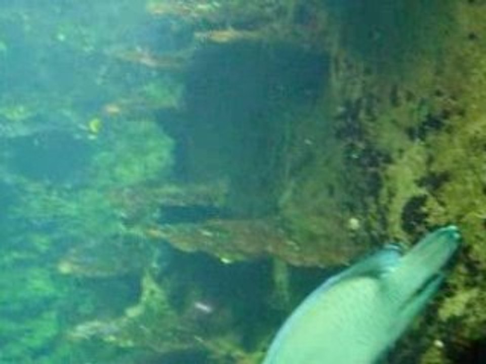 nausica 2008