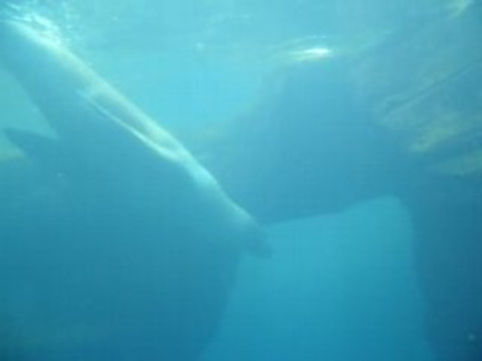 1 nausica 2008