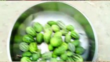 Parrots Eating Wild Chibhar 🦜 | طوطوں کو چبھڑ کھلاتے ہوئے