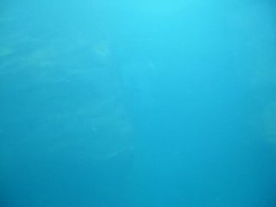 animaux v