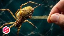 ¡Impactante! Encuentran arañas que producen telaraña de oro y hay muchísimas aquí