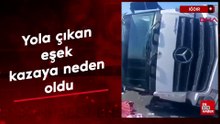 Iğdır'da yola çıkan eşek kazaya neden oldu
