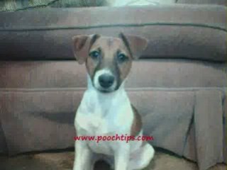 Steps To Housebreaking A Puppy