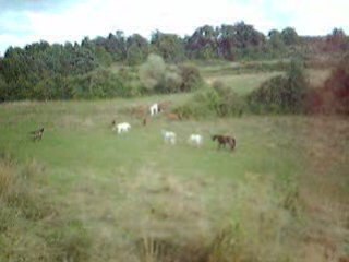 Les chevaux au pré