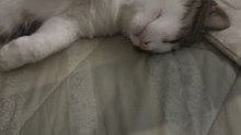 Animals cats