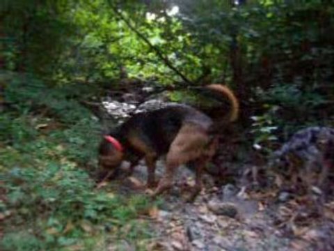 Chienne de St Hubert et Smooth Collie en 08/08