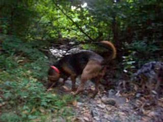 Chienne de St Hubert et Smooth Collie en 08/08