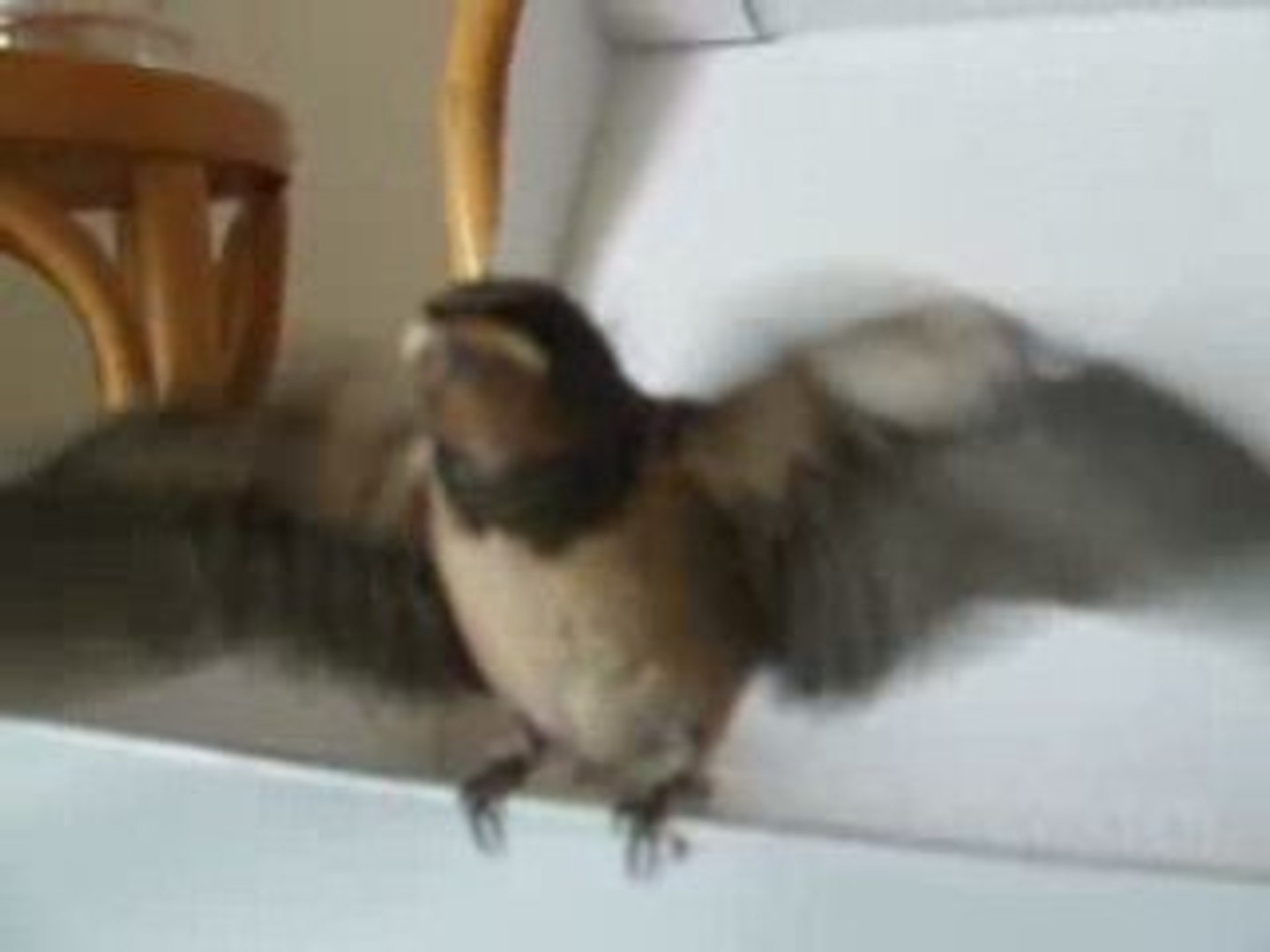 Bebe Hirondelle Tombee Du Nid Video Dailymotion
