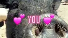 Ivone is soooo cute! look at her eyelashes! giiirl, you_re amazing 💅🏽✨ #pigsoftiktok #pigs