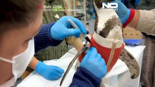 Чилийским пингвинам надевают жилеты для защиты заживающих ран