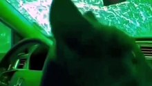 Neko6