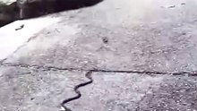Snakes do not give up their right #wildlife