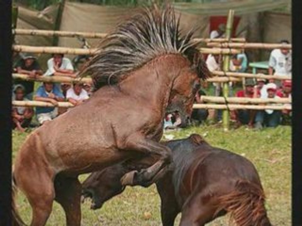 COMBATS DE CHEVAUX
