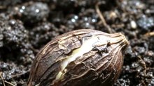 the natural process of growing seeds