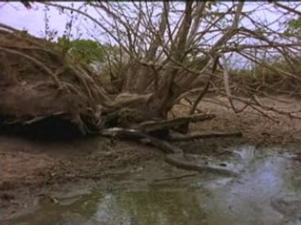 OUT_national geographic - anacondas les geants du venezuela