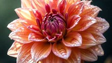 Lovely Daisy