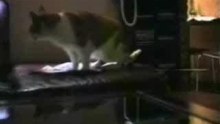 Funny talking cats