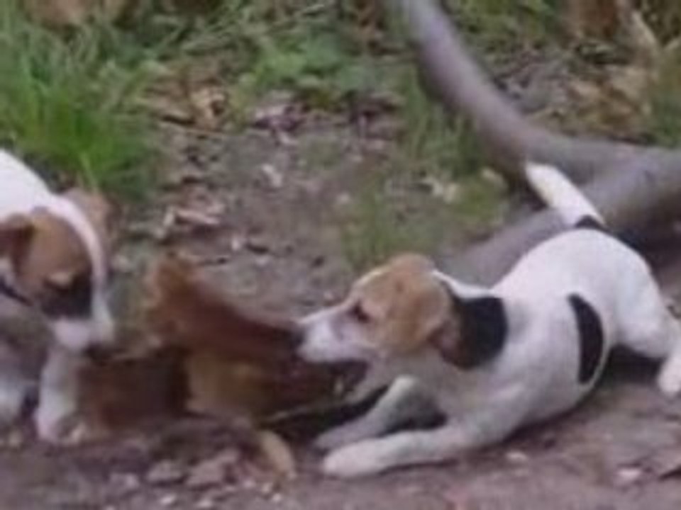 Tanis et Dawa4