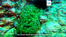 От кораллов до сайгаков: восстановление популяций редких животных