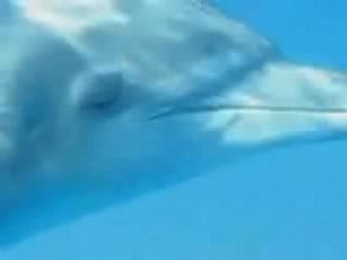 Wonderful dolphins djmg marlon 2008