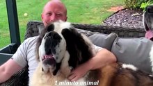 1 Minuto Animal - As Maiores Raças de Cães do Mundo - o número 1 é Impressionante!  #curiosidades