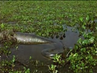 OUT_national geographic - anacondas les geants du venezuela