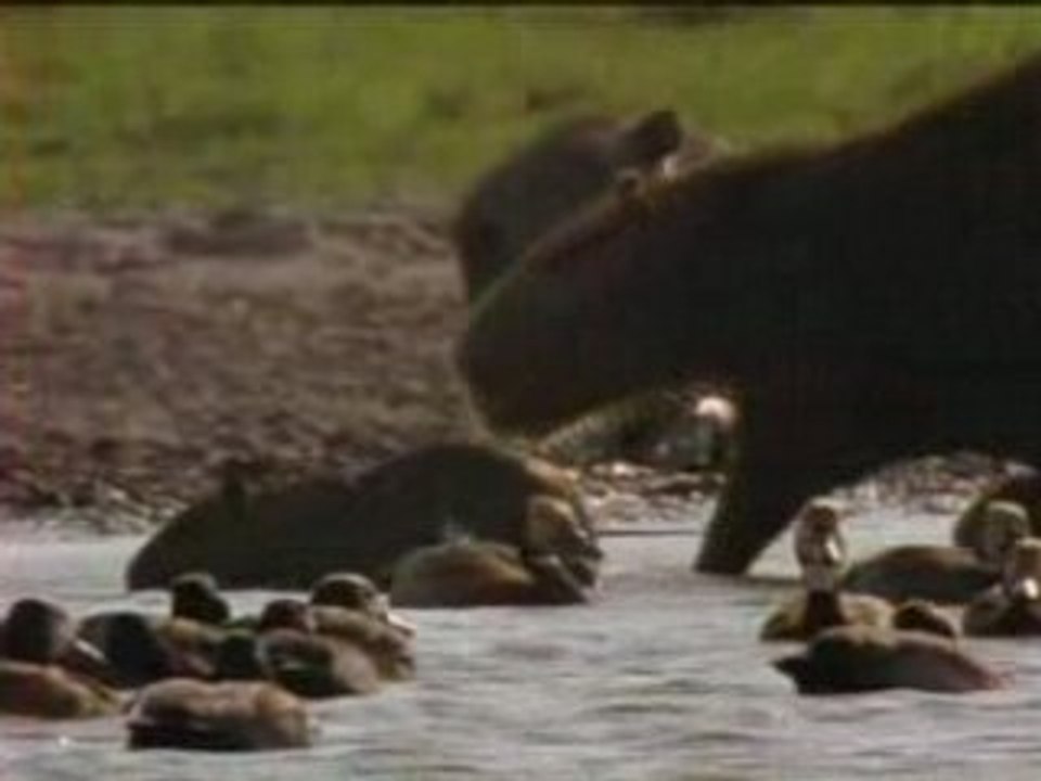 OUT_national geographic - anacondas les geants du venezuela