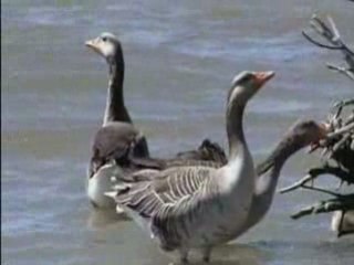 les animaux et leurs amours 2