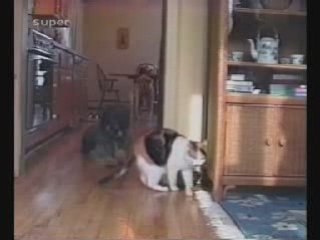 Gag animaux et autre