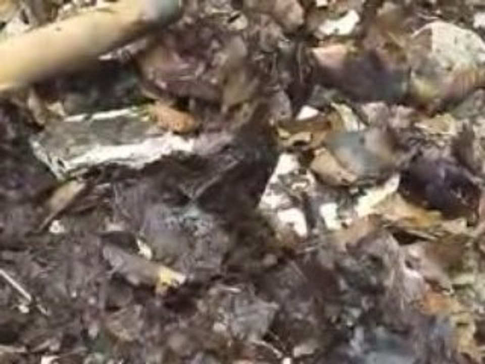 Les petites bêtes de la forêt