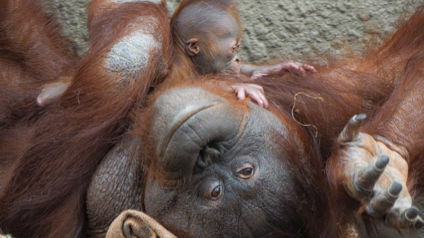 40-Year-Old Sarikei Bonds with Newborn Orangutan in 2023 Clip