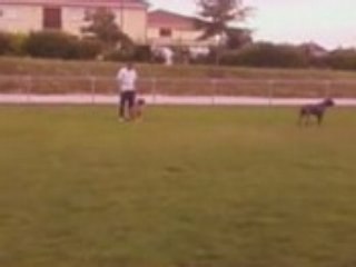 boonty mon super cane corso