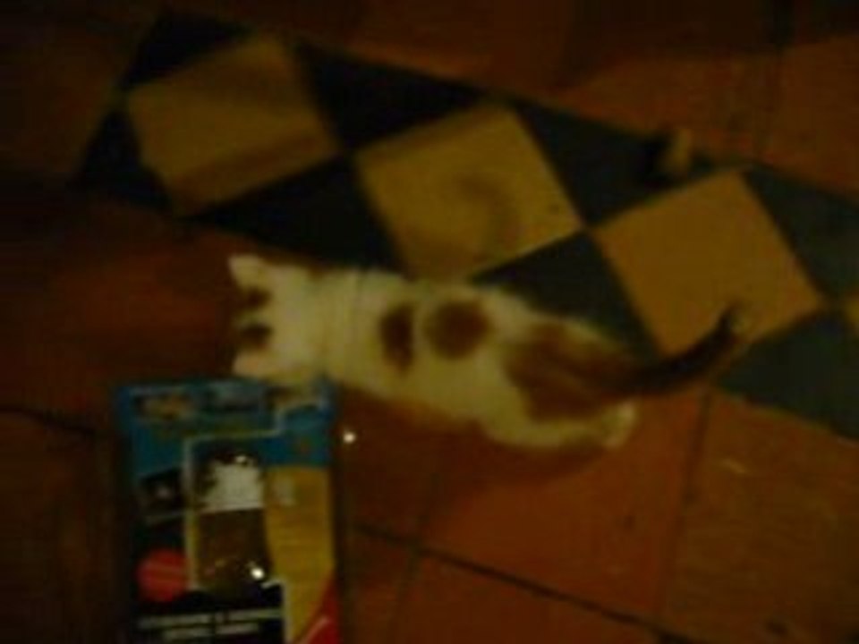 Daha materne ses chatons
