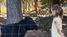 The Girl Feeds a Cow, Until Its WET Tongue Freaks Her Out