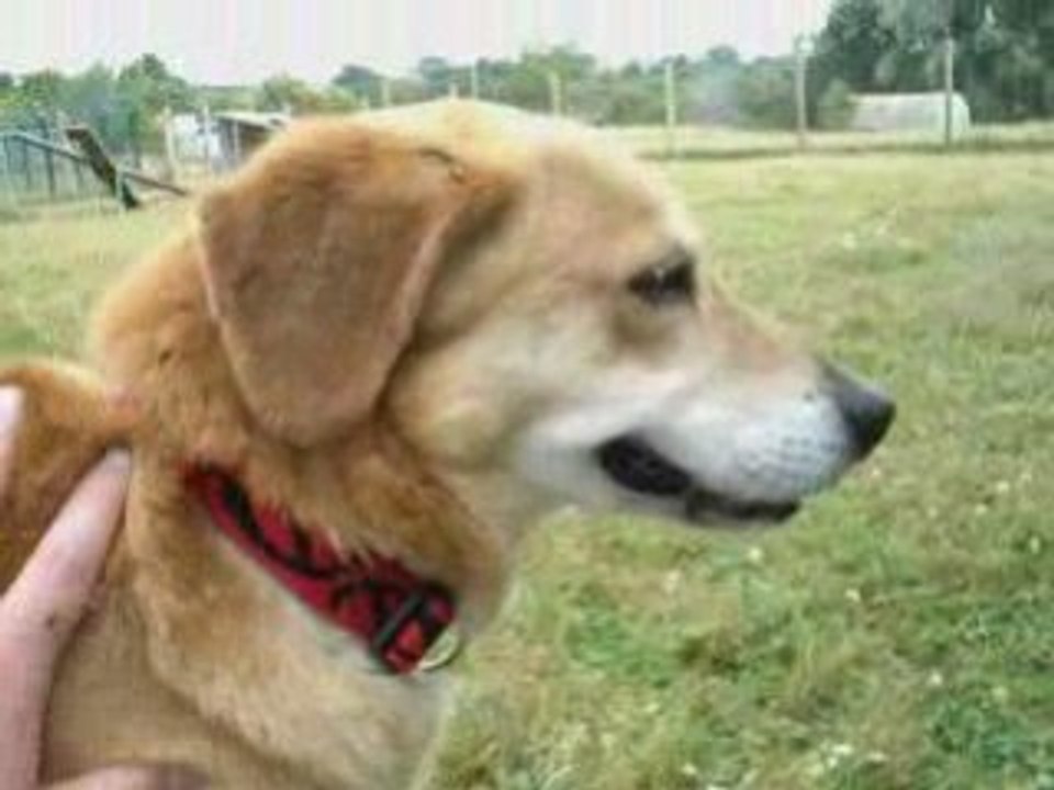 Murphy, un toutou curieux de tout et calin