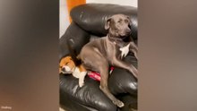Funniest Dogs Ever 😂 Funny Cats, Cute Pets & Animal Fails Compilation