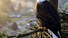 Why Are Bald Eagles Nesting Near Humans? 🦅🏠 | Incredible Wildlife Adaptation