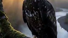 Why Don't Baby Bald Eagles Have White Heads? 🦅🤯 | Incredible Transformation