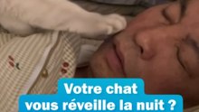 🐱 Votre chat vous réveille la nuit ?