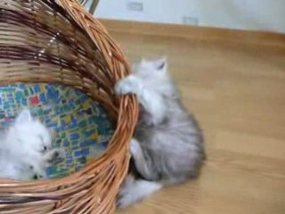 Chat trop mignon