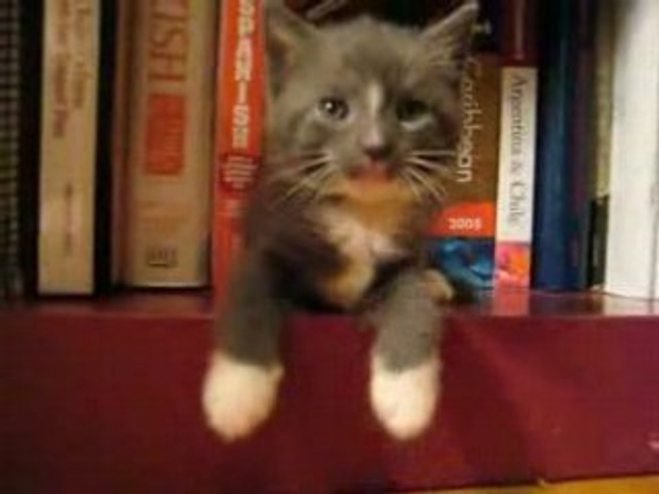 Drole de facon de dormir pour ce chat