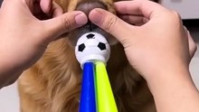 cute and funny pets🔥 Top Amazing Moments 💯